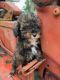 Aussie Doodles Puppies for sale in Indiana, PA 15701, USA. price: $750