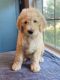 Aussie Doodles Puppies for sale in Montgomery, TX, USA. price: $800