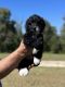 Aussie Doodles Puppies for sale in Cecilia, KY 42724, USA. price: $80,000