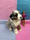 Aussie Doodles Puppies for sale in Hicksville, OH 43526, USA. price: $1,200