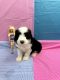 Aussie Doodles Puppies for sale in Hicksville, OH 43526, USA. price: $850