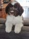 Aussie Doodles Puppies for sale in Spring Hill, FL, USA. price: $1,050