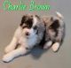 Aussie Doodles Puppies for sale in Chino Valley, AZ, USA. price: $1,200