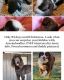 Aussie Doodles Puppies for sale in Robert Lee, TX 76945, USA. price: $2,000