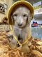 Aussie Doodles Puppies for sale in Raleigh, NC, USA. price: $1,100