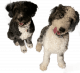 Aussie Doodles Puppies for sale in Macomb, IL 61455, USA. price: $3,000