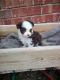 Aussie Doodles Puppies for sale in Claremore, OK, USA. price: $750