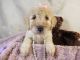 Aussie Doodles Puppies for sale in Jay, ME 04239, USA. price: $1,800