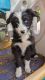 Aussie Doodles Puppies for sale in Pierceton, IN 46562, USA. price: $300