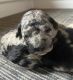 Aussie Doodles Puppies for sale in Clarkston, WA 99403, USA. price: $2,500