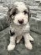 Aussie Doodles Puppies for sale in Blue Island, IL, USA. price: $1,500