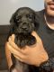 Aussie Doodles Puppies for sale in 2327 Pineview Ln, Gastonia, NC 28054, USA. price: $200,250