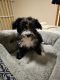 Aussie Doodles Puppies for sale in Catlettsburg, KY 41129, USA. price: $190