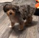 Aussie Doodles Puppies for sale in Hotchkiss, CO, USA. price: $1,000