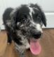 Aussie Doodles Puppies for sale in Macomb, IL 61455, USA. price: $300