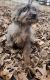 Aussie Doodles Puppies for sale in Huntington, WV, USA. price: $600