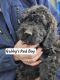 Aussie Doodles Puppies for sale in Portland, Indiana. price: $500