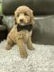 Aussie Doodles Puppies for sale in West Sacramento, CA, USA. price: $1,200