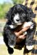Aussie Doodles Puppies for sale in Tampa, Florida. price: $1,000