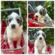 Aussie Doodles Puppies for sale in West Boca, Florida. price: $1,500