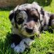 Aussie Doodles Puppies for sale in Maryville, Tennessee. price: $600