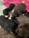 Aussie Doodles Puppies for sale in Hot Springs, Arkansas. price: $900