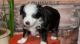 Aussie Doodles Puppies for sale in Cedar Rapids, IA, USA. price: $200