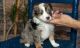 Aussie Doodles Puppies for sale in Cedar Rapids, IA, USA. price: NA