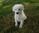 Aussie Doodles Puppies for sale in Seattle, WA 98103, USA. price: NA