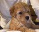 Aussie Doodles Puppies for sale in Cleveland, OH, USA. price: NA
