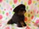 Aussie Doodles Puppies for sale in Wirtz, VA 24184, USA. price: NA