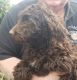 Aussie Doodles Puppies for sale in Southern Oregon, OR, USA. price: $300