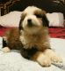 Aussie Doodles Puppies for sale in Dayton, OH, USA. price: NA