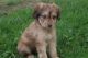 Aussie Doodles Puppies for sale in Canton, OH, USA. price: NA