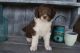 Aussie Doodles Puppies for sale in Canton, OH, USA. price: NA