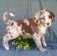 Aussie Doodles Puppies for sale in Escondido, CA, USA. price: $500
