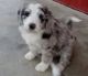 Aussie Doodles Puppies for sale in Abbeville, SC 29620, USA. price: NA