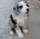 Aussie Doodles Puppies for sale in Tinley Park, IL, USA. price: $650