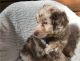 Aussie Doodles Puppies for sale in Scranton, PA, USA. price: $650