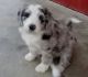 Aussie Doodles Puppies for sale in Dover, DE, USA. price: NA