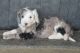 Aussie Doodles Puppies for sale in Owingsville, KY 40360, USA. price: NA