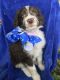 Aussie Doodles Puppies for sale in Joshua, TX 76058, USA. price: $850