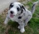 Aussie Doodles Puppies for sale in Eagle City, OK 73724, USA. price: NA