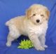 Aussie Doodles Puppies for sale in Fort Wayne, IN, USA. price: $500