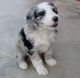 Aussie Doodles Puppies for sale in Farmingdale, ME 04344, USA. price: $600