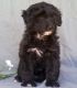 Aussie Doodles Puppies for sale in Charlestown, RI, USA. price: $650
