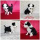 Aussie Doodles Puppies for sale in Millersburg, IN 46543, USA. price: NA