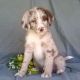 Aussie Doodles Puppies for sale in Los Angeles, CA, USA. price: $500