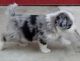 Aussie Doodles Puppies for sale in Scottsdale, AZ, USA. price: NA