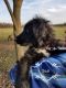 Aussie Doodles Puppies for sale in Conway, MO 65632, USA. price: NA